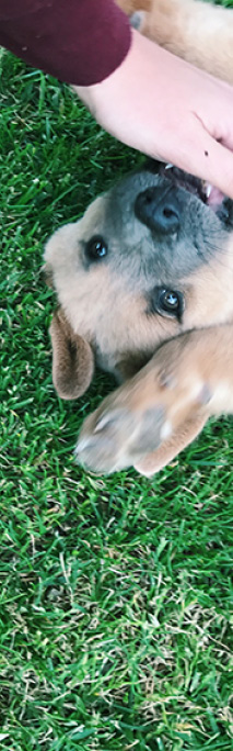 Hand petting dog on grass
